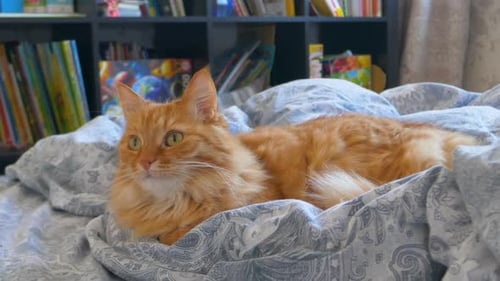 Ginger Cat Lying Calmly on Patterned Bed