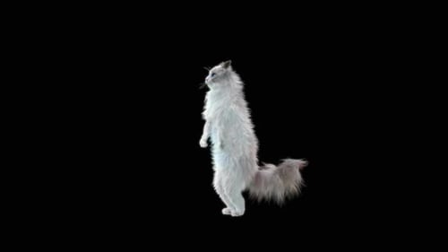 Katze tanzt HD