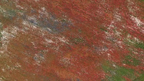 View Above on Field of Red Blooming Poppies