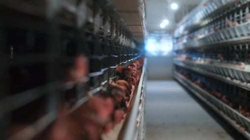 Chicken Farm Production