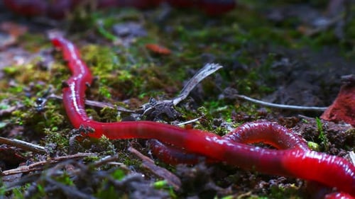 Worms
