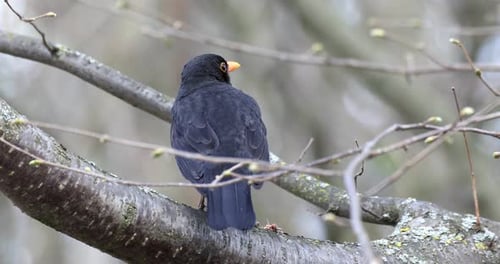 Männchen der Amsel in der Natur