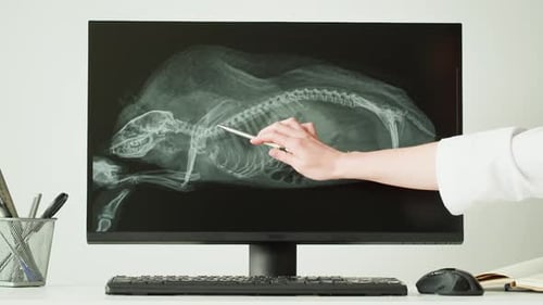Veterinarian Pointing to Animal X-Ray on Computer Monitor