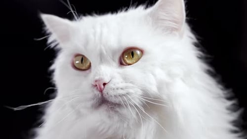 Flauschige Katze leckt nach köstlichem Essen auf schwarzem Hintergrund