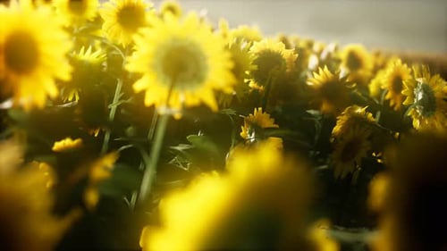 Golden Sunflowers Field Swaying in Warm Sunlight