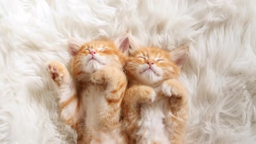 Two Ginger Kittens Sleeping Peacefully on White Rug