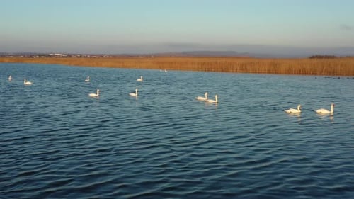 White Swans Swimming on Lake