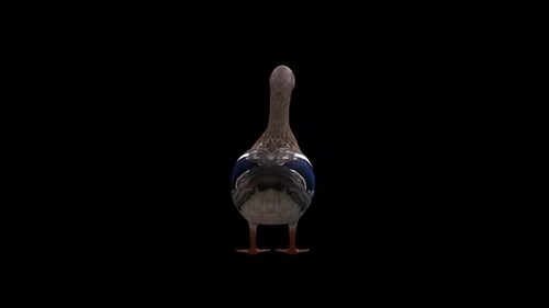 Vue de dos de la femelle Duck İdle