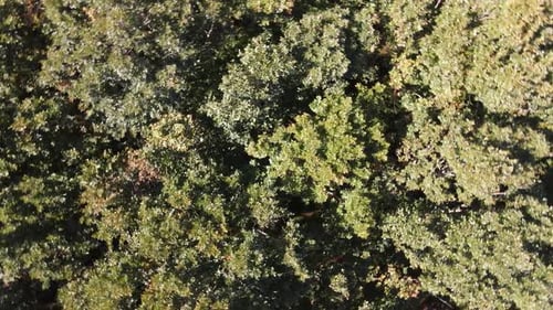 Bosques