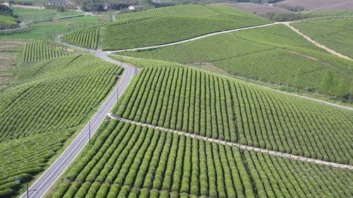 Tea plantation in mountain
