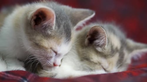 Two Adorable Kittens Sleeping Together Peacefully at Home