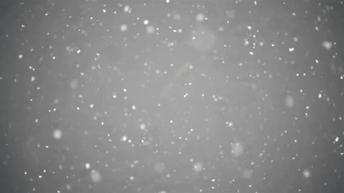 Real Snow Snowing in Winter in Gray Background