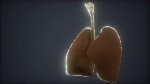 3D Human Lungs and Trachea Anatomy Animation