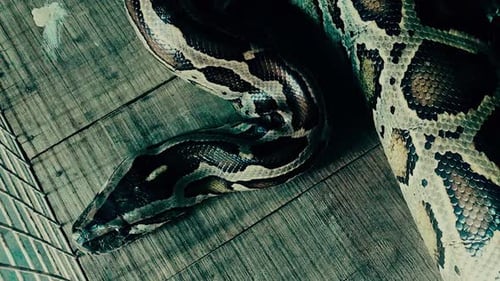 Python dans une maison près de la rivière Saigon