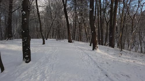 Alley in the winter park.