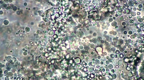 Production and Movement of Spherical Lactic Acid Bacteria in Real Time Under a Microscope