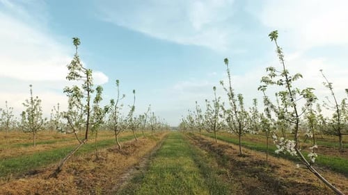 Garten der blühenden Obstbäume