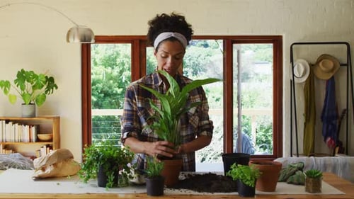 Woman Preparing to Replant Plant Indoors at Table