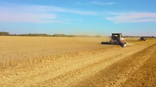 Harvesting Machine Working in the Field. Top View From the Drone Combine Harvester Agricultural
