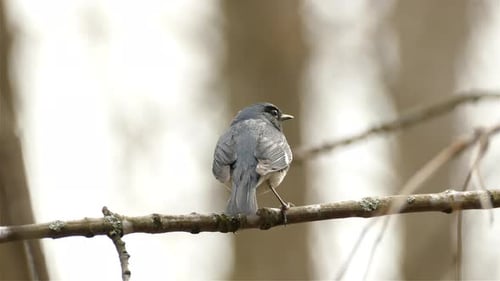 Close-up of a Black-throated blue warbler standing on a branch with a blurry background.