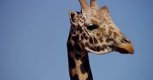Tiere 009 - Giraffe