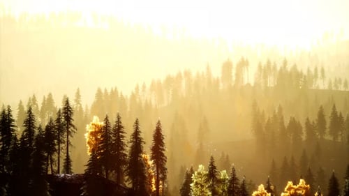 Sunlight in Spruce Forest in the Fog on the Background of Mountains at Sunset