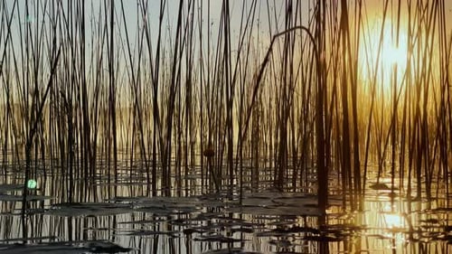Golden Hour Reeds Reflected in Calm Water