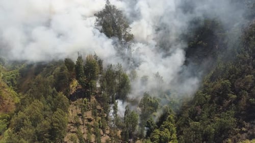 Forest Fire in the Mountains