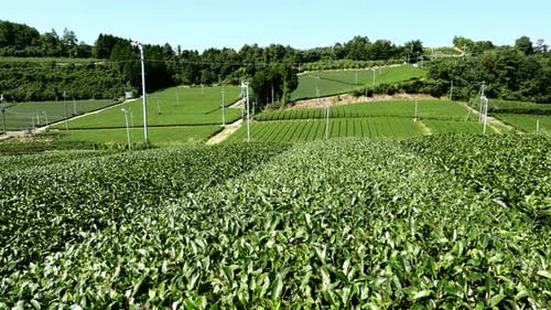 Tea farm