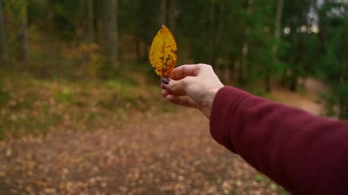 Herbstblatt in gelben Händen hält einsames Weibchen im Wald Spbas