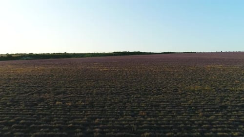 Luftaufnahme des Weges im Lavendelfeld