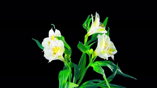 Alstroemeria flower blossoms, time-lapse with alpha channel