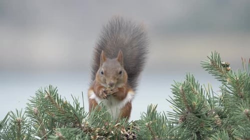 Red Squirrel Animal Eating