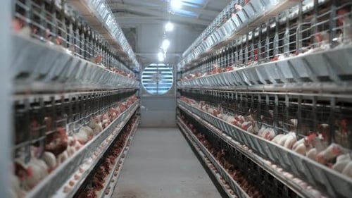 Farming Of Chickens