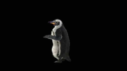 Realistic 3D Animated Penguin Walk Cycle on Alpha Channel