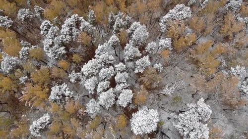 Green and Red Trees in the Unusual Forest Top View Panoramic