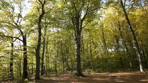 Autumn forest with bright orange and yellow leaves. Dense woods in sunny fall weather.