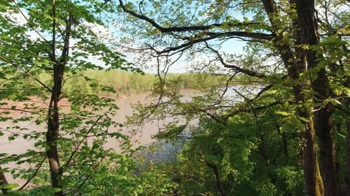 River In The Forest
