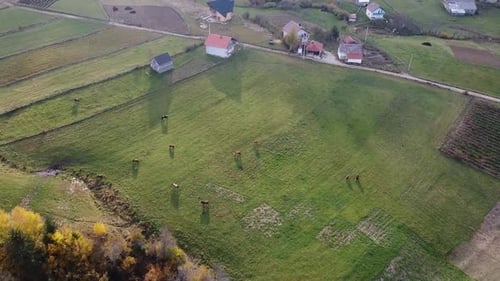 Cows On Pasture V1