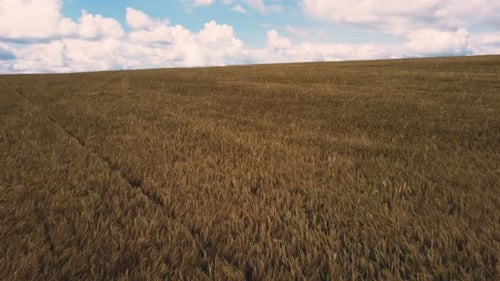 Landscape Wheat Field