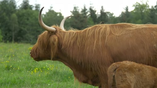 Majestic Highland Cow Grazing in Green Pasture