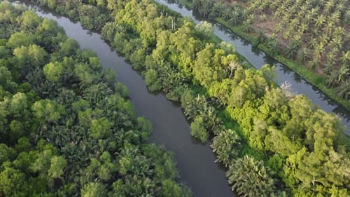 Aerial view green tree live