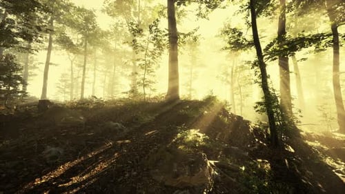 Aufgehende Sonne fällt an einem nebligen Sommermorgen in den Laubwald