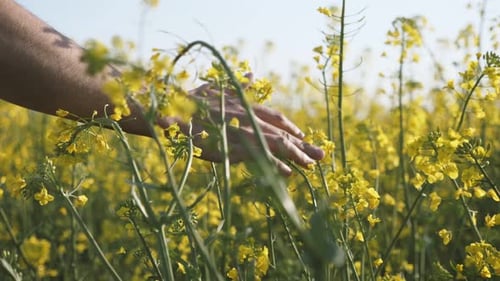 Hand Gently Touching Yellow Canola Flowers in Field