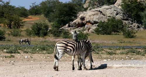 Playful Burchell's zebra in african bush, Etosha national Park, Namibia wildlife