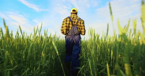 Person Walks Through Green Wheat Field on Farm