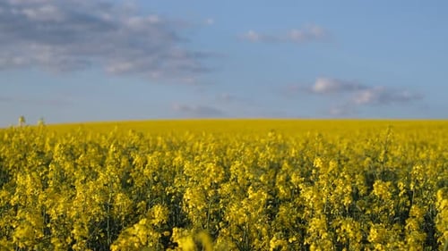 Beautiful Spring Background