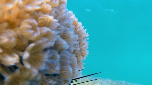 Underwater Coral Close Up in Tropical Ocean