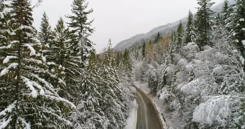 Country Road Passing Through Pine Forest During Winter 4k