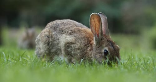Cute Wild Rabbits Calmly Eating On The Green Grass While Looking Up In Amsterdam, Netherlands. - se